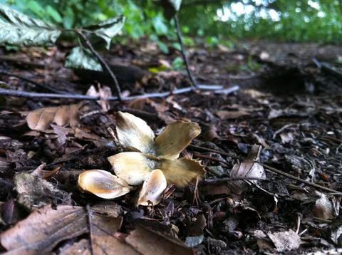 Beech tree nut and seeds Stock Photos