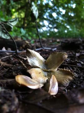 Beech tree nut and seeds Stock Photos