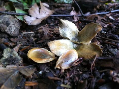 Beech tree nut and seeds Stock Photos