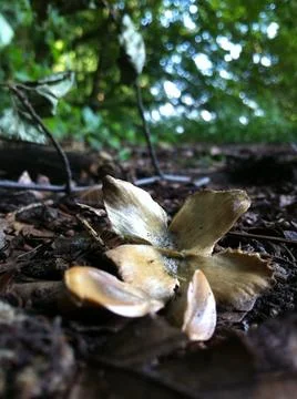 Beech tree nut and seeds Stock Photos