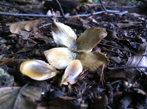 Beech tree nut and seeds Stock Photos
