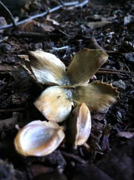 Beech tree nut and seeds Stock Photos