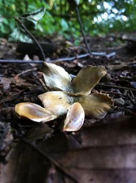 Beech tree nut and seeds Stock Photos