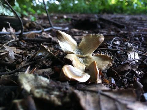 Beech tree nut and seeds Stock Photos