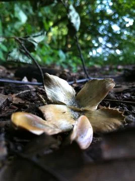 Beech tree nut and seeds Stock Photos
