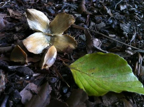 Beech tree nut and seeds Stock Photos