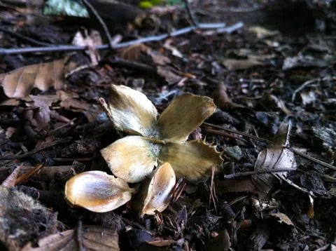 Beech tree nut and seeds Stock Photos