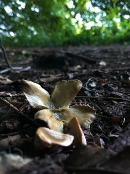 Beech tree nut and seeds Stock Photos
