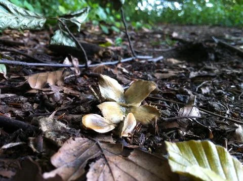 Beech tree nut and seeds Stock Photos