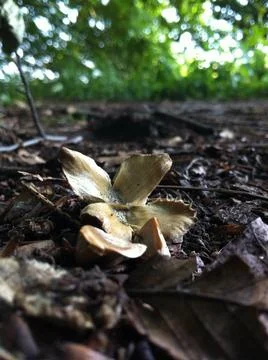 Beech tree nut and seeds Stock Photos