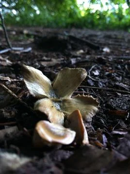 Beech tree nut and seeds Stock Photos