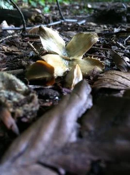 Beech tree nut and seeds Stock Photos