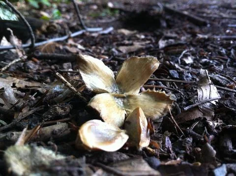 Beech tree nut and seeds Stock Photos