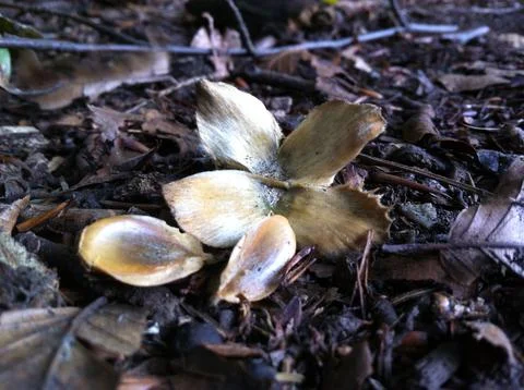Beech tree nut and seeds Stock Photos
