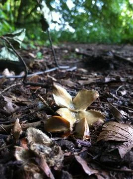 Beech tree nut and seeds Stock Photos