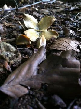 Beech tree nut and seeds Stock Photos