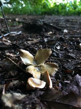 Beech tree nut and seeds Stock Photos