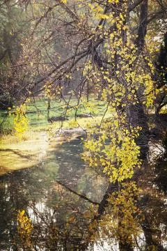 Beech tree over the lake in the fall Stock Photos