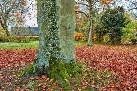 Beech tree, park and autumn with leaves on ground in nature, outdoor and se.. Stock Photos