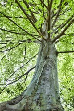 Beech tree Stock Photos