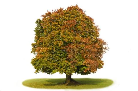 Beech tree Stock Photos