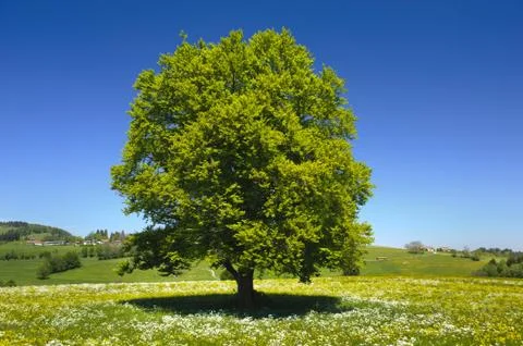 Beech tree Stock Photos