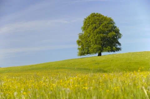 Beech tree Stock Photos