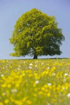 Beech tree Stock Photos