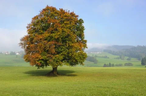 Beech tree Foto stock