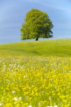 Beech tree Stock Photos