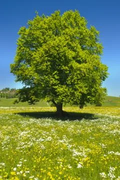 Beech tree Stock Photos
