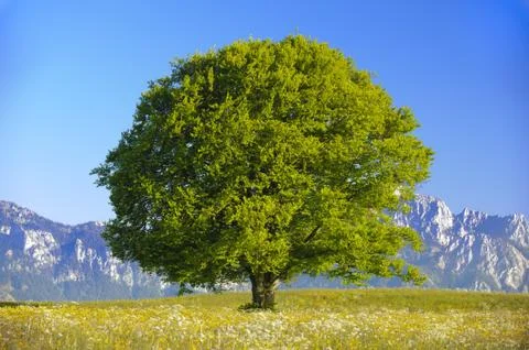 Beech tree Stock Photos