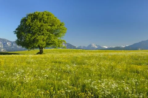 Beech tree Stock Photos
