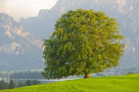 Beech tree Stock Photos