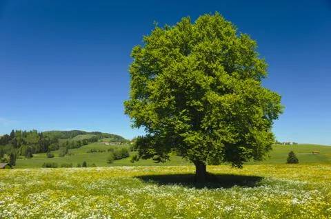 Beech tree Stock Photos