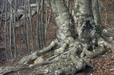 Beech tree Stock Photos