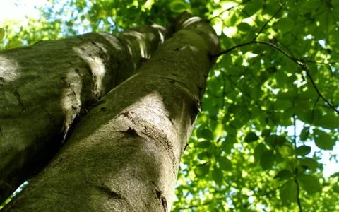 Beech tree Stock Photos