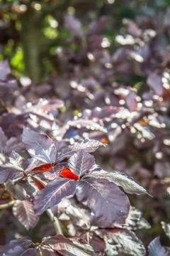 Beech tree Foto stock