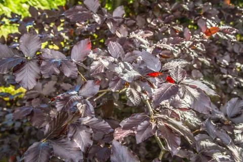 Beech tree Foto stock
