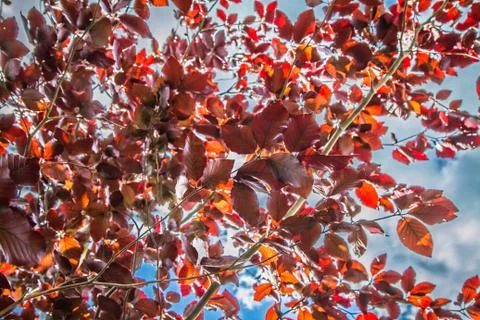 Beech tree Stock Photos