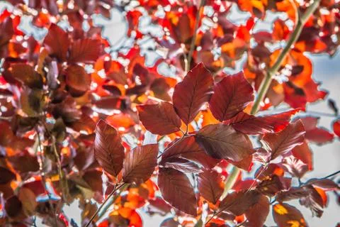 Beech tree Stock Photos