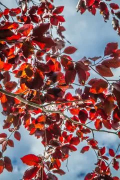 Beech tree Stock Photos