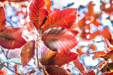 Beech tree Fotos de archivo