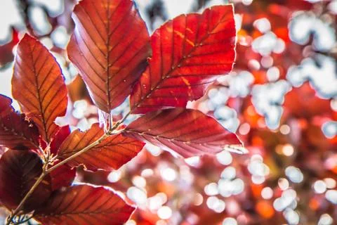 Beech tree Stock Photos