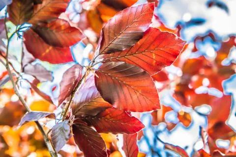 Beech tree Foto stock