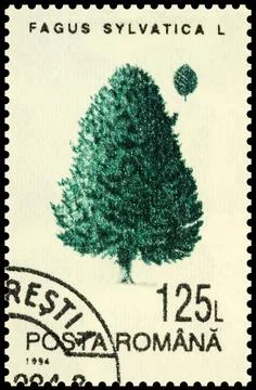 Beech tree on postage stamp Stock Photos