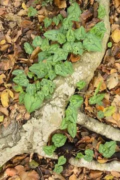 Beech tree root with cyclamen plants Stock Photos
