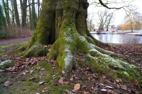 Beech tree roots Stock Photos