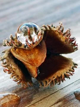 Beech Tree Seed with Magnifying Dew Droplet Reflection Stock Photos