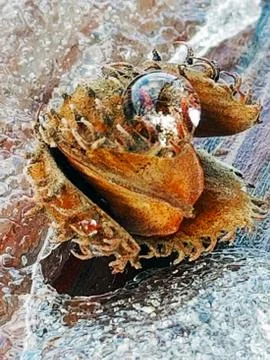 Beech Tree Seed with Magnifying Dew Droplet Reflection Stock Photos